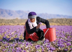 زعفران برای دلالی، بلای پرضرر برای تولیدکننده زعفران برای دلالی، بلای پرضرر برای تولیدکننده