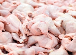 آذوقه نیاید قیمت مرغ بالاتر میپرد آذوقه نیاید قیمت مرغ بالاتر میپرد