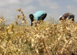 نفخ گرانی در بازار نخود نفخ گرانی در بازار نخود