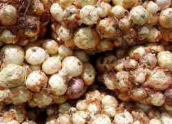 پیاز زمین‌گیر شد