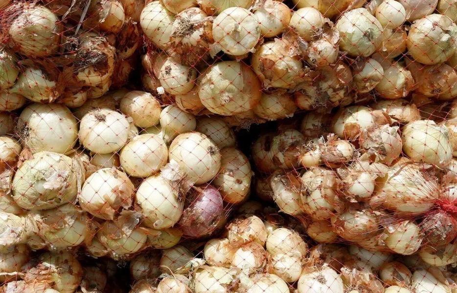 پیاز زمین‌گیر شد