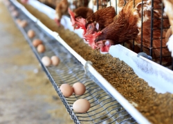 مرغ پرواز نمی‌کند؛ ولی قیمتش چرا!