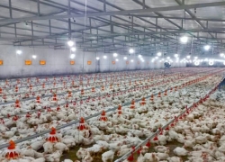 حاشیه‌های دنباله‌دار مرغی!