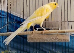 پرواز نجومی قناری تا بغداد