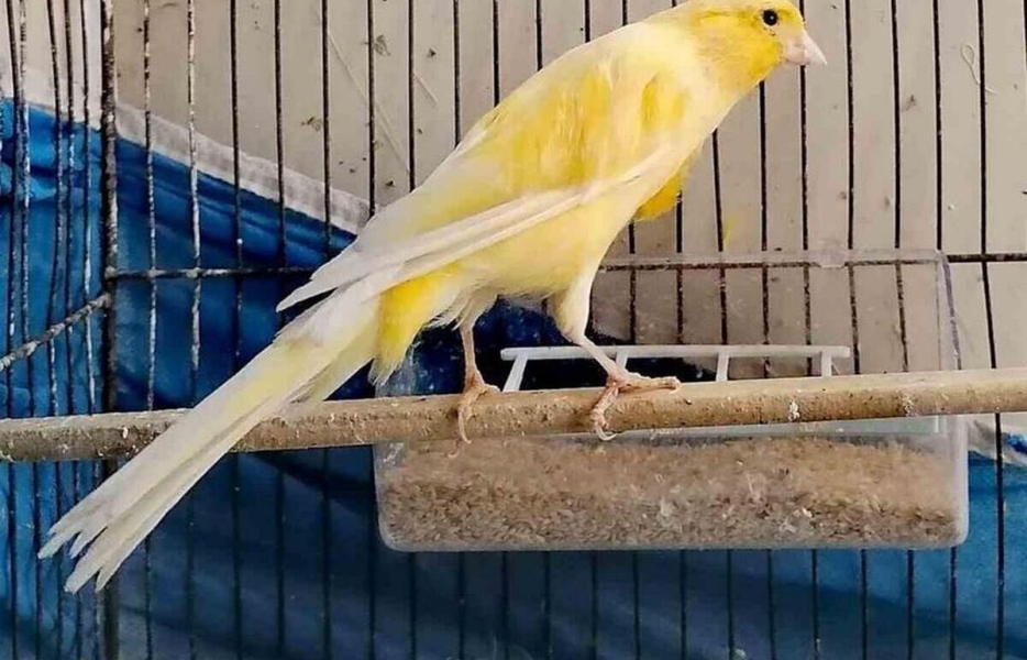 پرواز نجومی قناری تا بغداد پرواز نجومی قناری تا بغداد