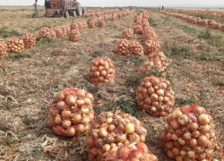 پیاز دوهزاری فیلور مثل شاخص دو میلیونی!