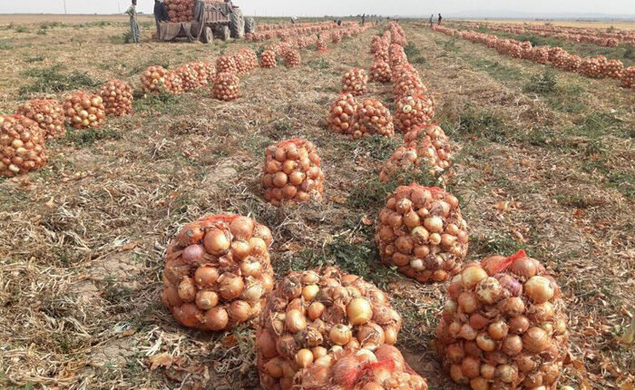 پیاز دوهزاری فیلور مثل شاخص دو میلیونی!