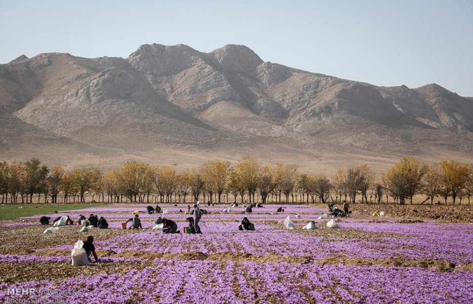 ارزآوری گلمحمدی و زعفران برای اصفهان ارزآوری گلمحمدی و زعفران برای اصفهان