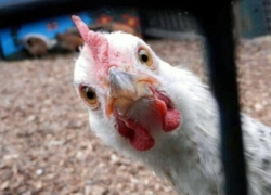 گرانی رسمی مرغ؛ شاید بعد از انتخابات