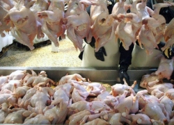 مشتقات مرغ؛ از گرانی تا کمیابی