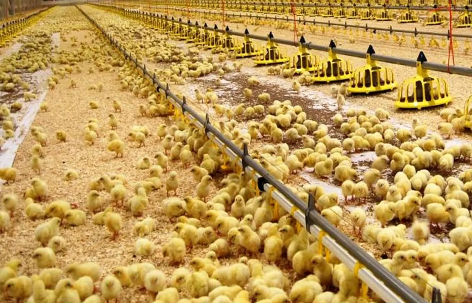 10میلیون تولید مازاد جوجه در اواخر تیرماه