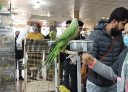 پرواز قیمت‌ها در بازار پرندگان زینتی