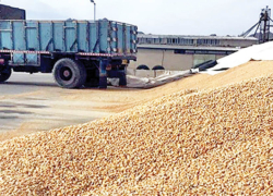 مقصر تأخیر در حمل نهاده‌های دامی کیست؟