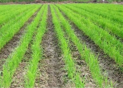 کشمکش کشت برنج در اصفهان