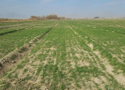 بازار زمینهای کشاورزی اصفهان در خشکسالی بازار زمینهای کشاورزی اصفهان در خشکسالی