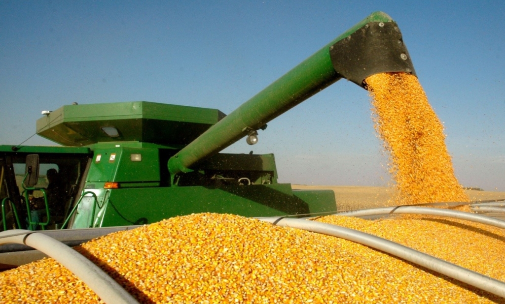 ذرت علوفه ای فریدن