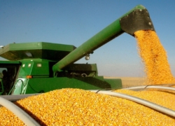 برداشت ذرت علوفه‌ای در فریدن