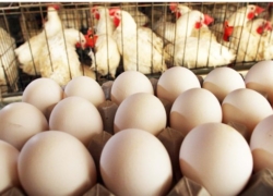 تصمیم‌های تازه برای مرغ و تخم‌مرغ