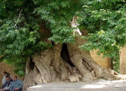 چهارده درخت و یک کوه اصفهان در راه میراث ملی‌شدن