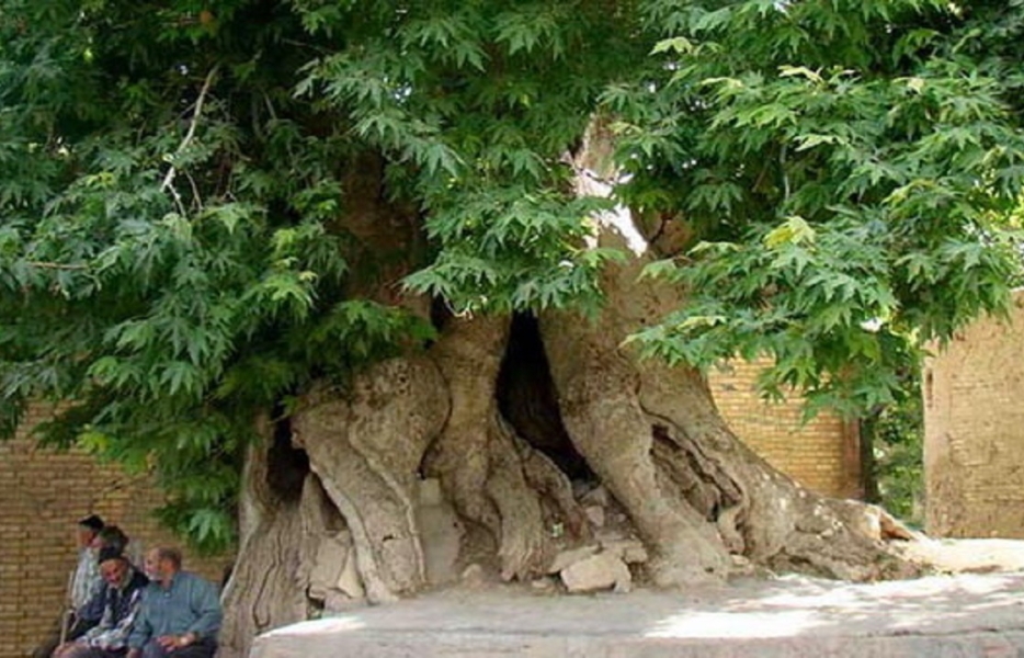 چهارده درخت و یک کوه اصفهان در راه میراث ملی‌شدن