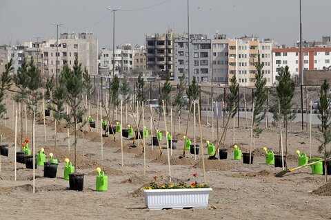 کاشت بیش از ۵ هزار اصله درخت در منطقه ۹ اصفهان