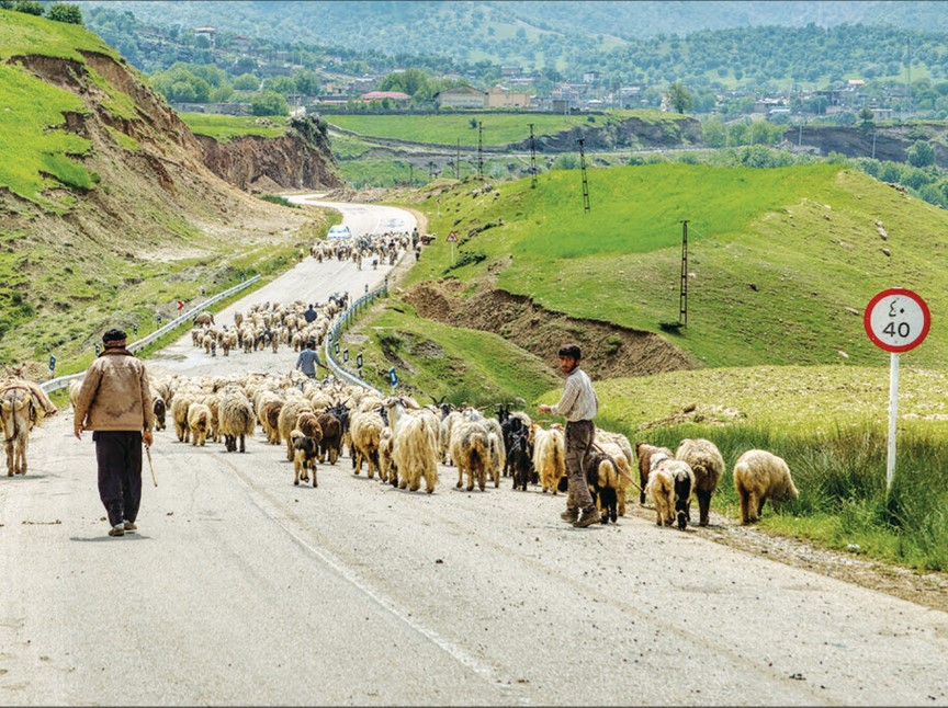 کوچ زودرس بهاره عشایر خسارت‌زاست - اصفهان زیبا