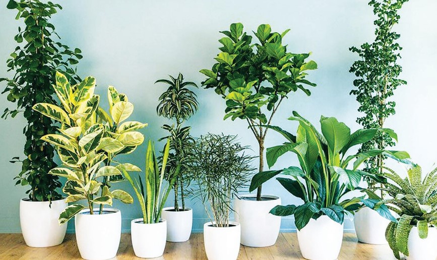 گیاهان آپارتمانی مقاوم