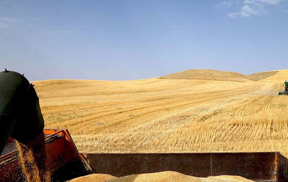 افزون بر ۱۹۲ هزار تُن گندم در استان اصفهان تولید شد