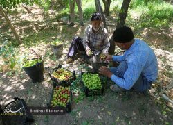 برداشت میوه‌های تابستانی از باغات گلدشت