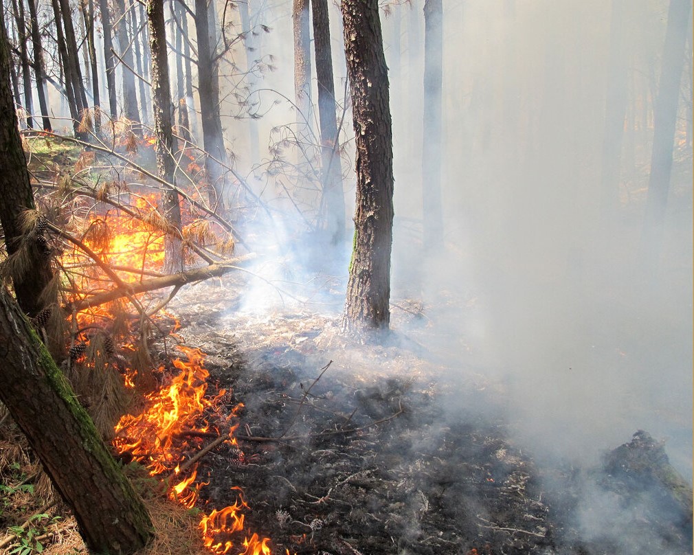جان درختان در گرو یک جرقه! - اصفهان زیبا