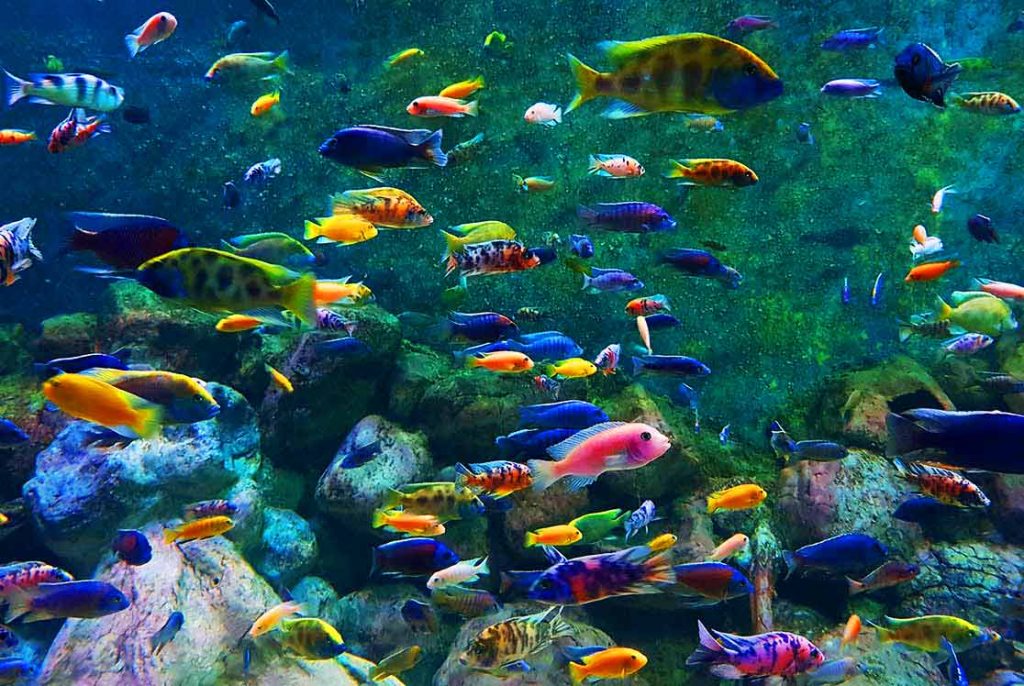 ماهیان زینتی اصفهان؛ ارزآورتر از نفت - اصفهان زیبا