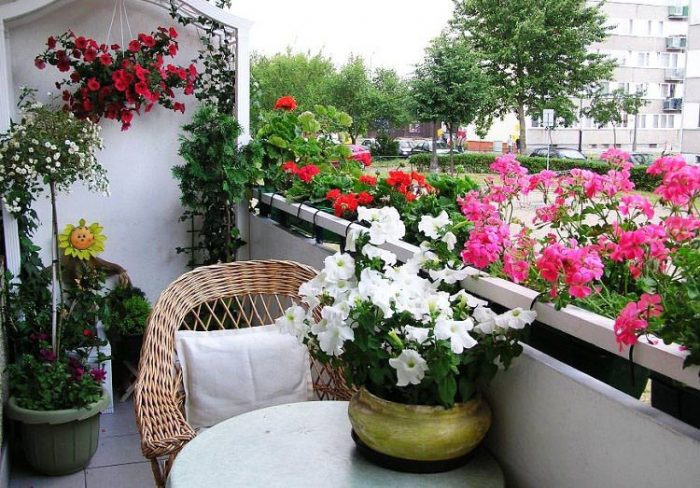 گل‌های مناسب برای بالکن