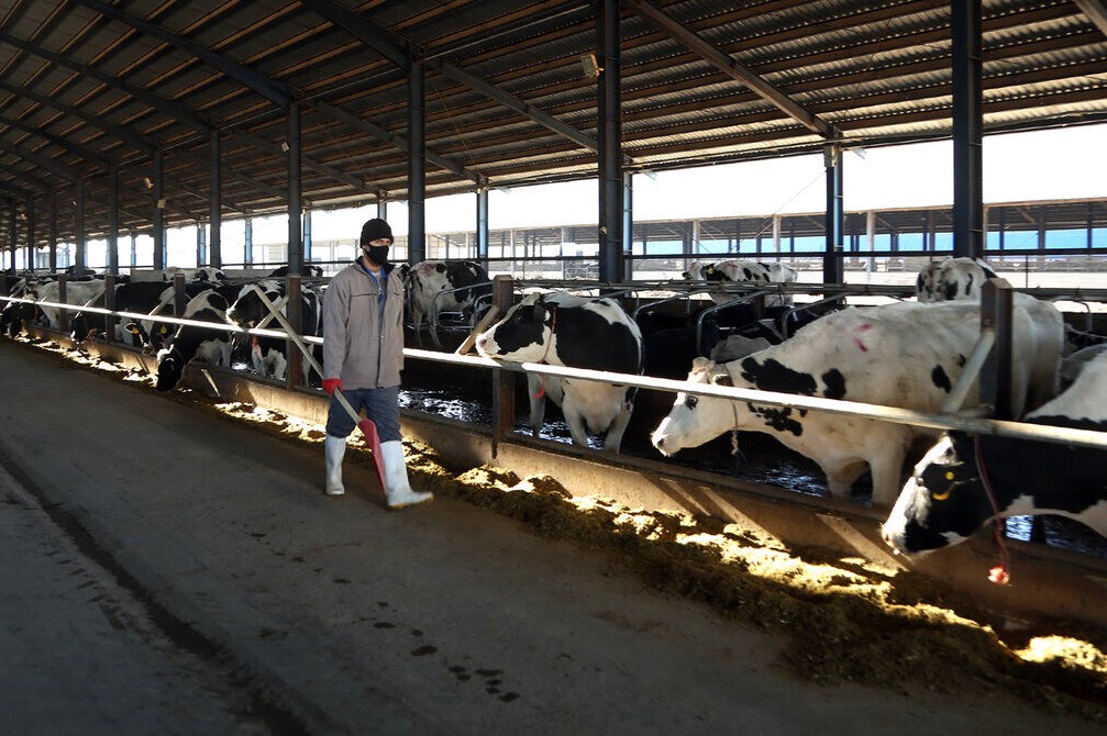 دام‌ها گرسنه و دامداران اصفهان خسته از وعده‌ها! - اصفهان زیبا