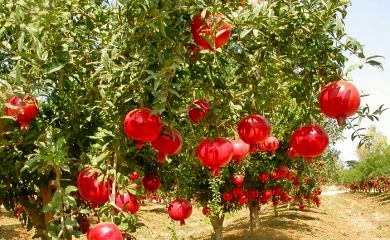 نابودی مهم‌ترین محصول باغی شهرستان اردستان