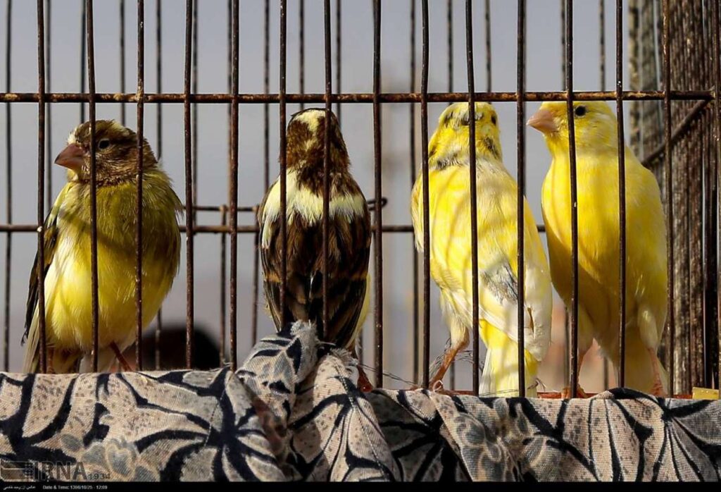 بازار مکاره پرنده‌فروشی - اصفهان زیبا