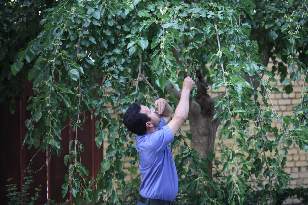 دردسرهای بزرگ توت‌های کوچک! - اصفهان زیبا