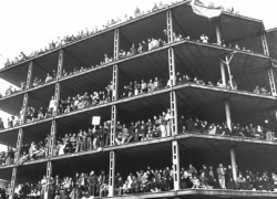 درخت انقلاب