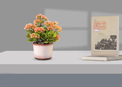 از فیلم می‌ترسیدم