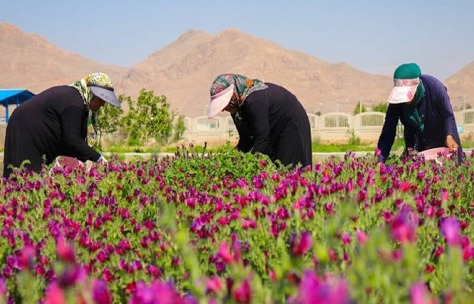 طلای سبز اصفهان