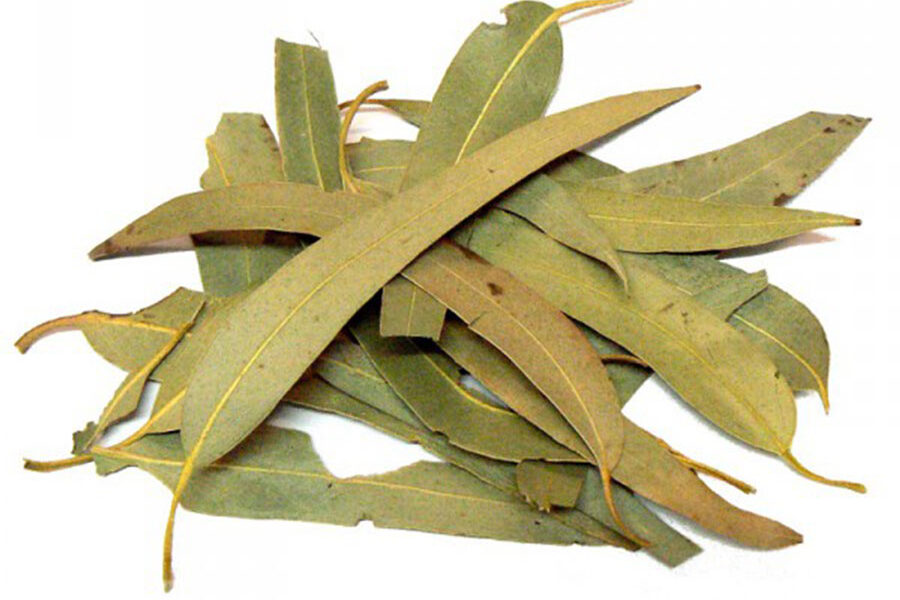 اکالیپتوس، گیاهی مهم برای بخوردادن