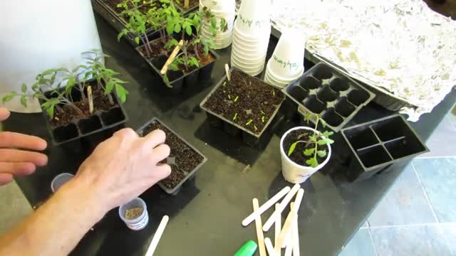 کاربردی از گیاهان در منزل