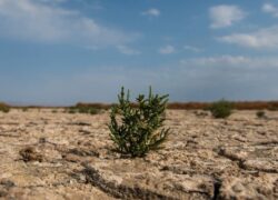 سووشون گاوخونی