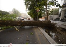 درخت‌هایی که در خیابان زندگی شکسته می‌شوند