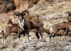 چگونه جوامع محلی میتوانند به حفاظت از قرقهای اختصاصی بپردازند و از آن درآمدزایی کنند؟ چگونه جوامع محلی میتوانند به حفاظت از قرقهای اختصاصی بپردازند و از آن درآمدزایی کنند؟