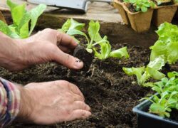 چگونه در منزل سبزیجات و صیفی‌جات بکاریم؟