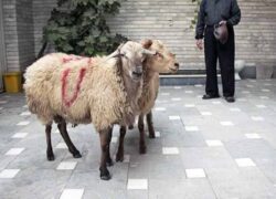 کشتار دام در منزل ممنوع!