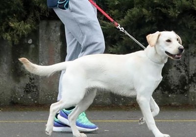 افزایش سه‌برابری تماس‌های مردمی درباره سگ‌گردانی در اصفهان