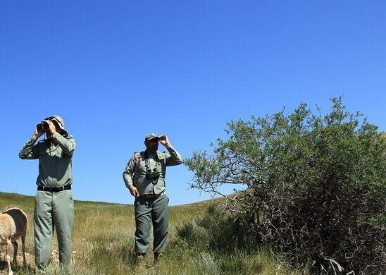 سازوکار شکار!