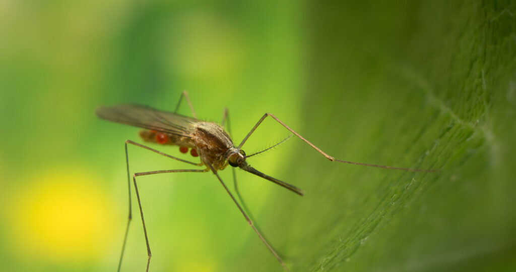 مالاریا از اصفهان نیست! - اصفهان زیبا