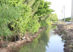 محله گلهای آفتابگردان محله گلهای آفتابگردان